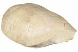 Fossil Tortoise (Testudo) Shell - South Dakota #192494-1